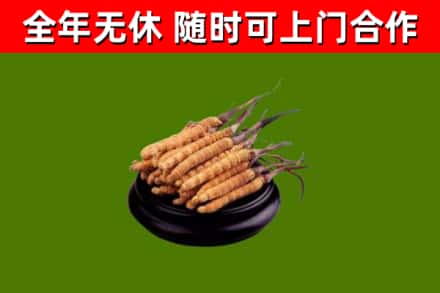 西工烟酒回收冬虫夏草.jpg
